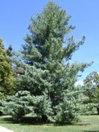 pinus wallichiana